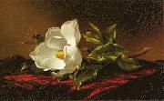 Martin Johnson Heade Magnolia f oil painting reproduction